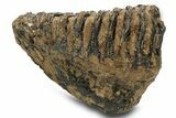 Fossil Woolly Mammoth Upper M Molar - Poland #295846-3